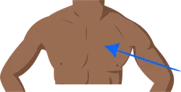 chest.webp